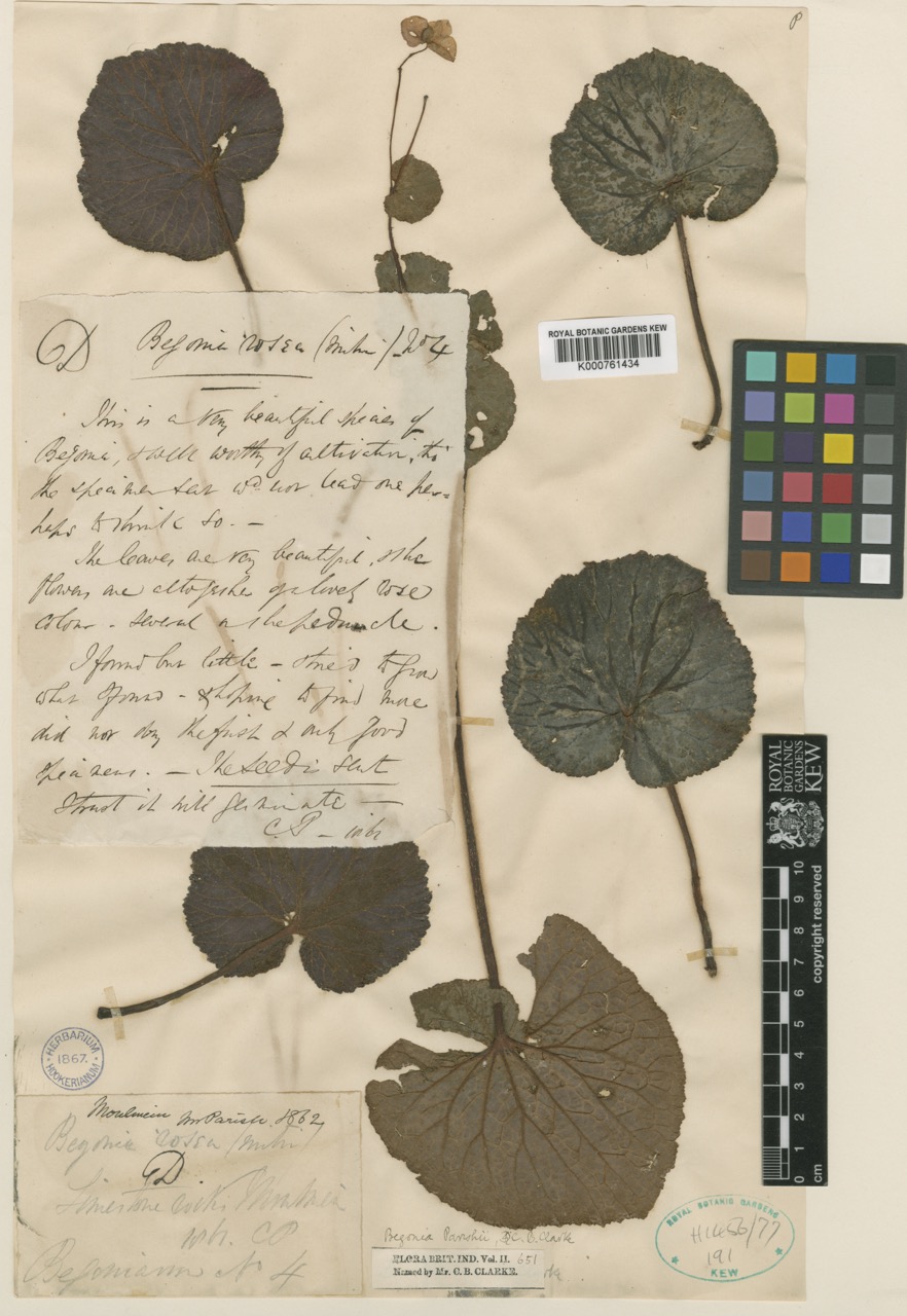 B. parishii